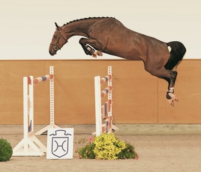 Auktionspferd v. Dinken-Casall