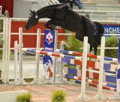 Nachkomme v. Qlassic Bois Margot